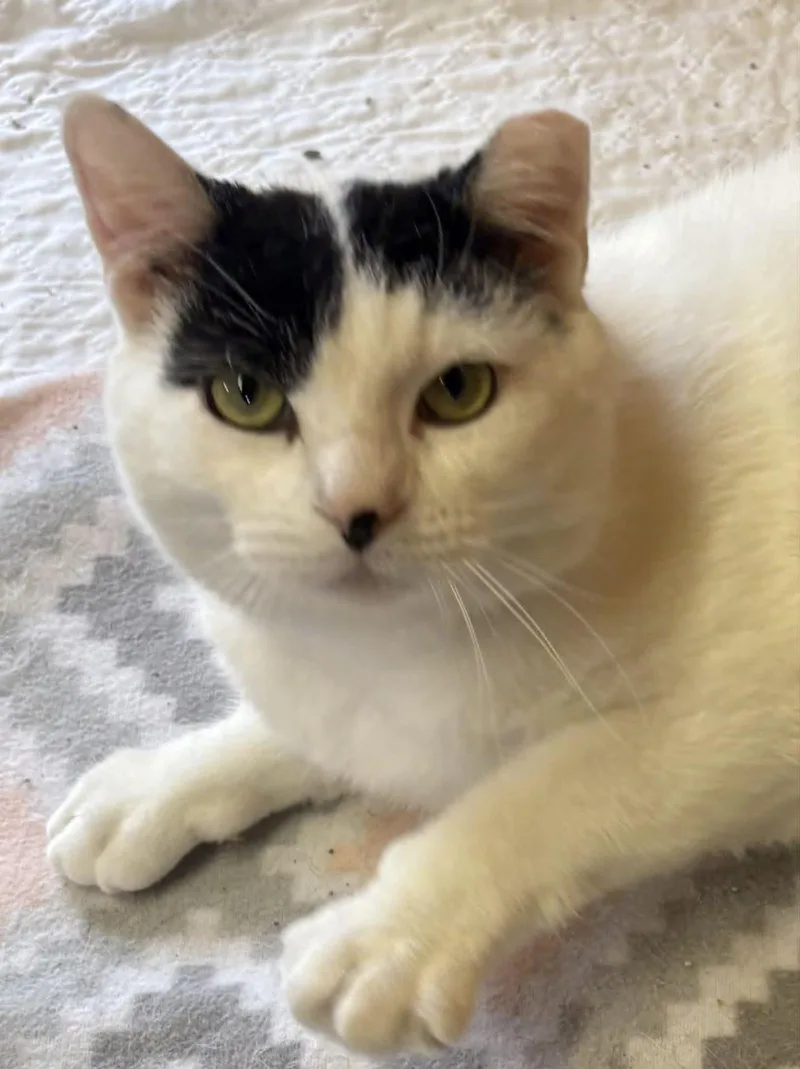 An adult medium-sized male Domestic Short Hair cat named Vision for adoption in Dalzell, IL