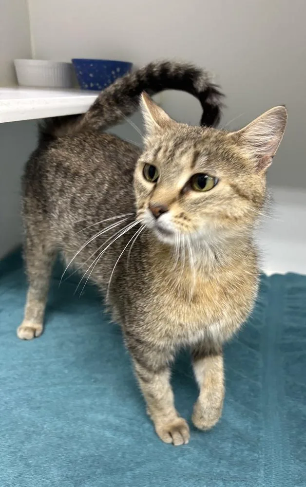 An adult medium-sized female Tabby (Brown / Chocolate) Domestic Short Hair cat named Maxine for adoption in Rochester, IN