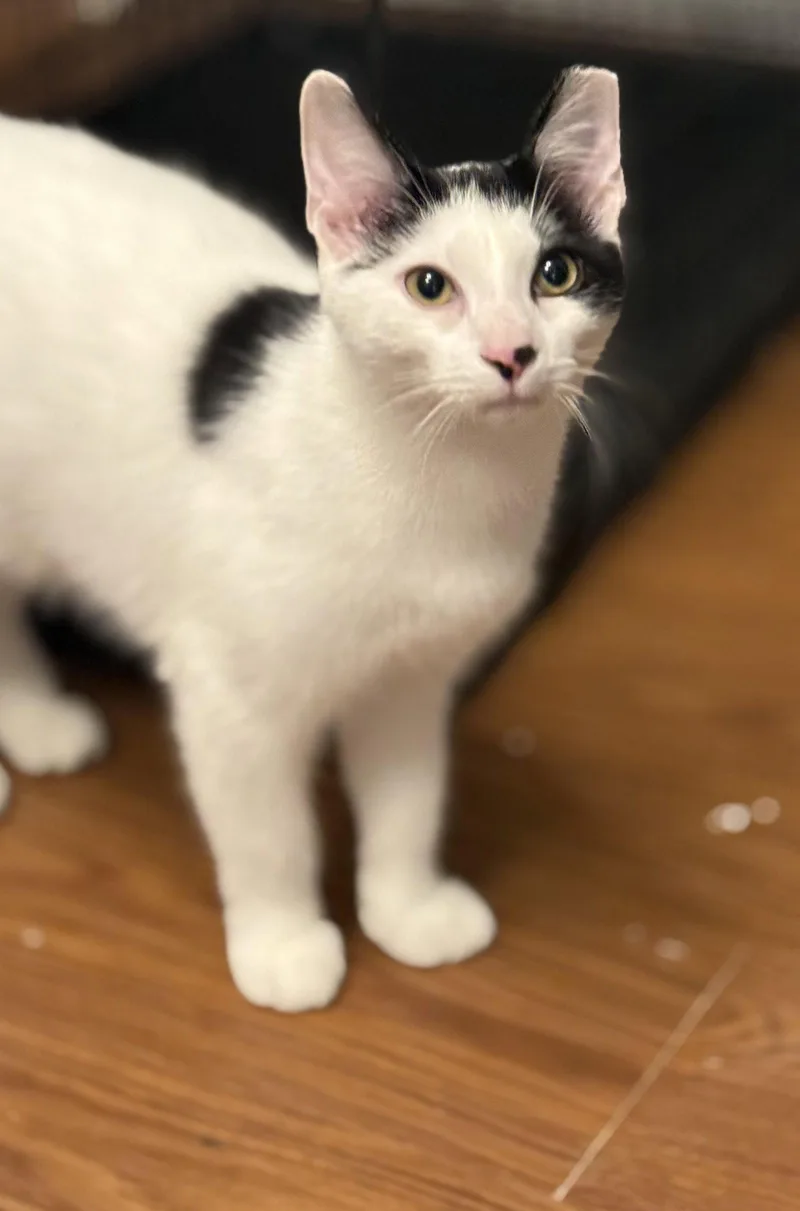 A young medium-sized male American Shorthair cat named Cash for adoption in Bolivia, NC