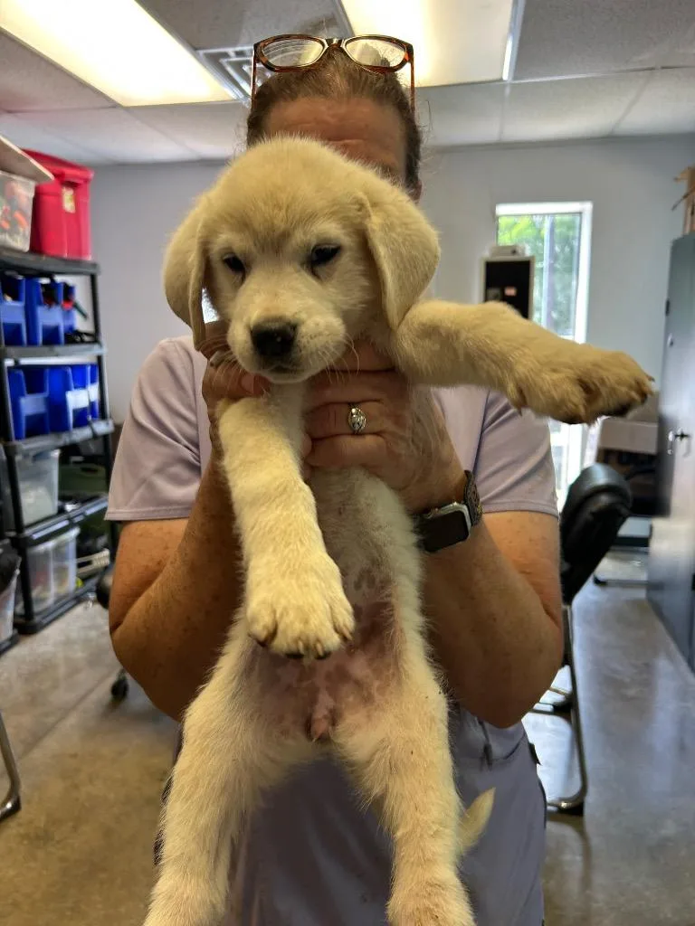 A baby small-sized female Great Pyrenees dog named Rachel for adoption in Lockhart, TX