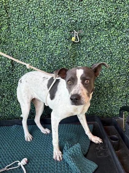 An adult medium-sized female Mixed Breed dog named Janie for adoption in El Paso, TX