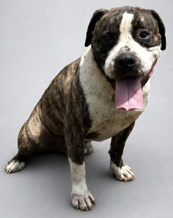 An adult medium-sized male Terrier dog named Buster for adoption in Wauchula, FL