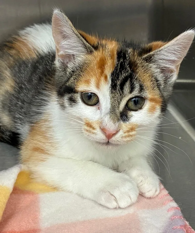 A baby medium-sized female Domestic Short Hair cat named Scarlett for adoption in Hartsville, SC