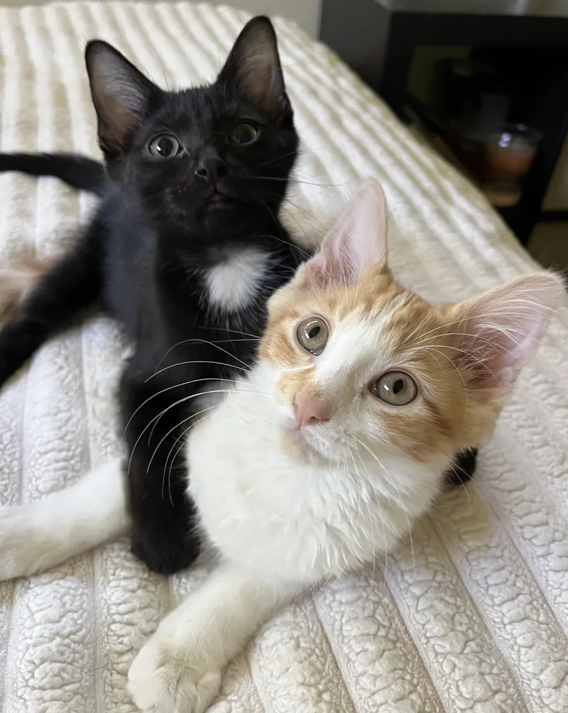 A baby medium-sized male Black Domestic Medium Hair cat named Eggs and Toast for adoption in Moline, IL