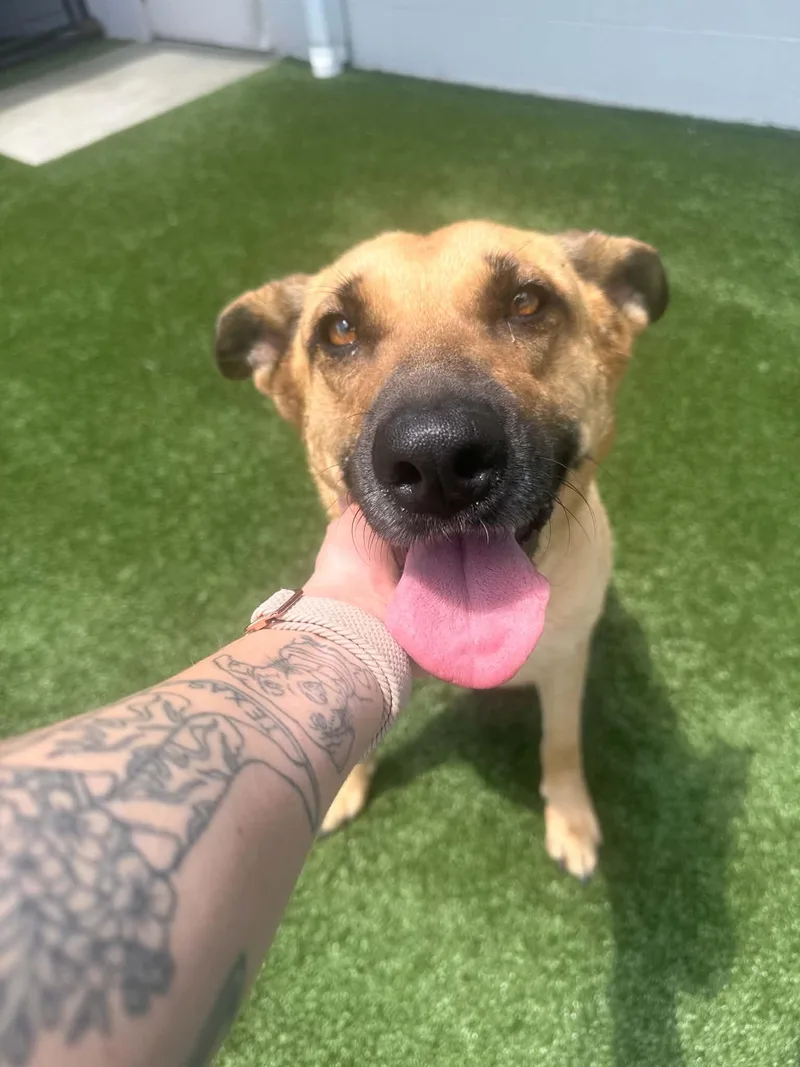 An adult medium-sized female German Shepherd Dog dog named Lily Gs for adoption in Allen, TX