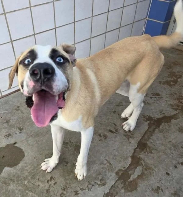 A young large-sized male Mixed Breed dog named Myron for adoption in Austin, TX