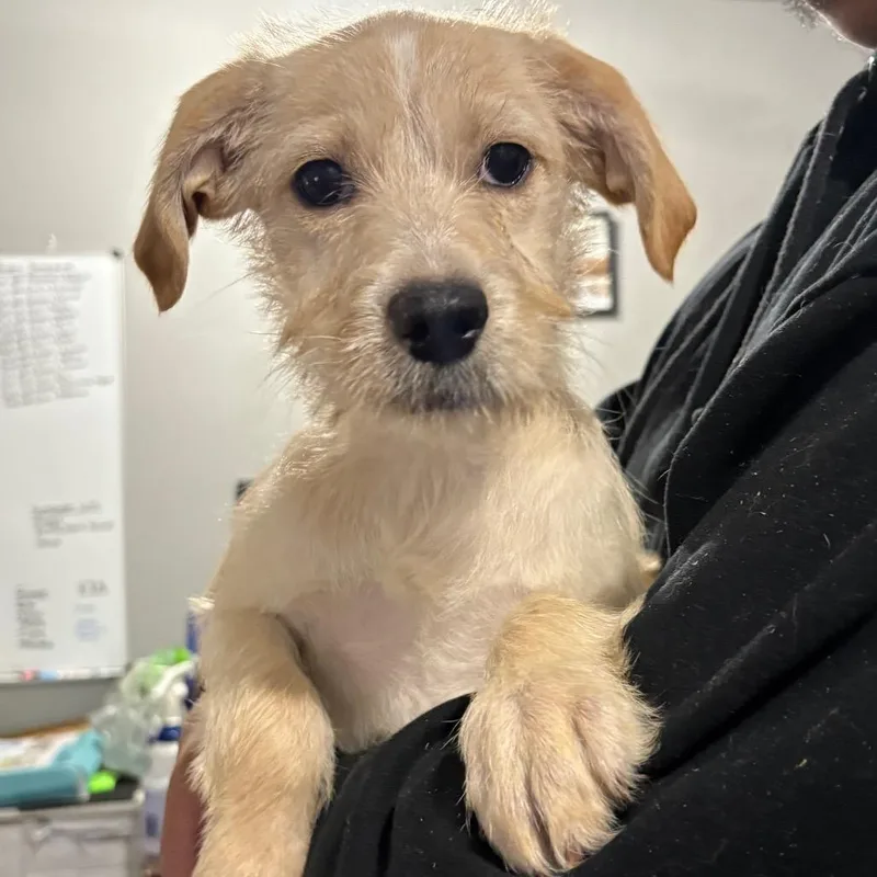 A baby small-sized female White / Cream Terrier dog named Wendy for adoption in Wappingers Falls, NY