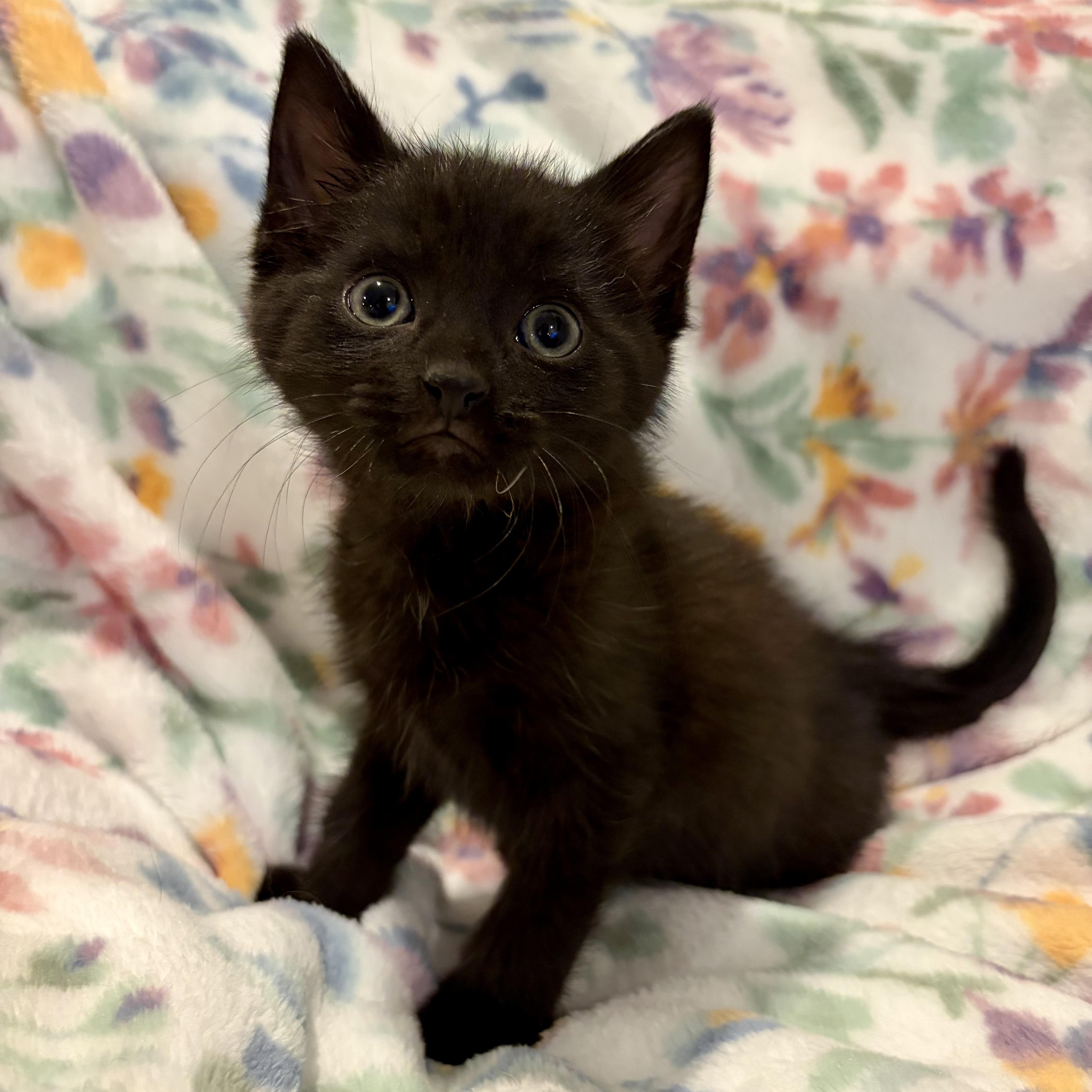 A baby medium-sized male Black Domestic Short Hair cat named Panther for adoption in Murphysboro, IL