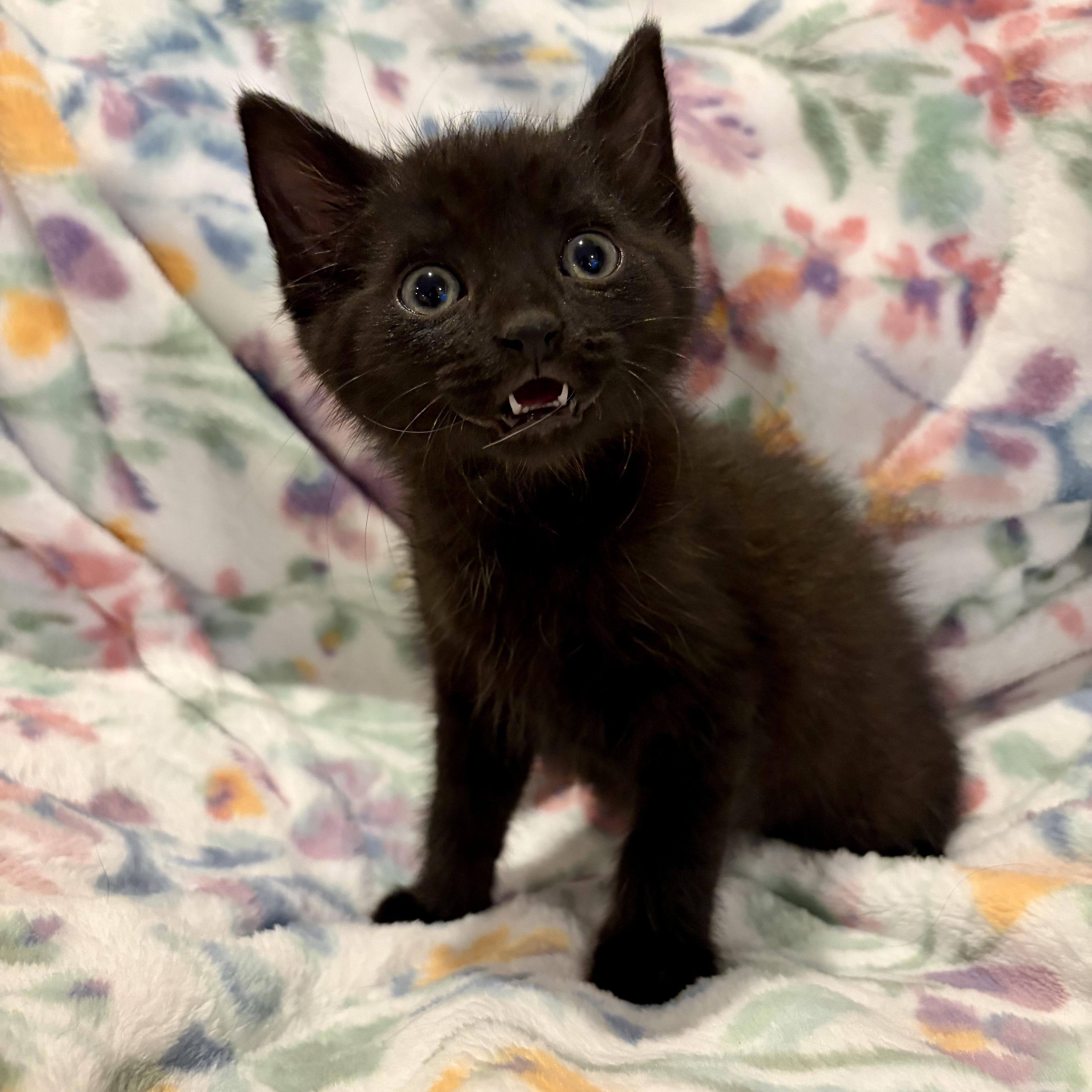 Panther thumbnail 3