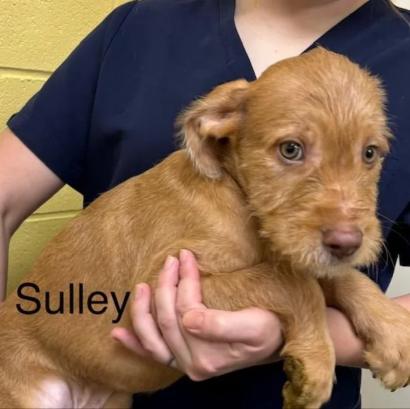 A baby medium-sized male Hound dog named Sulley for adoption in Albany, NY
