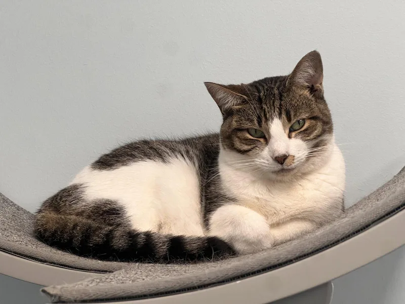 An adult medium-sized female Tabby cat named Love for adoption in Georgetown, KY