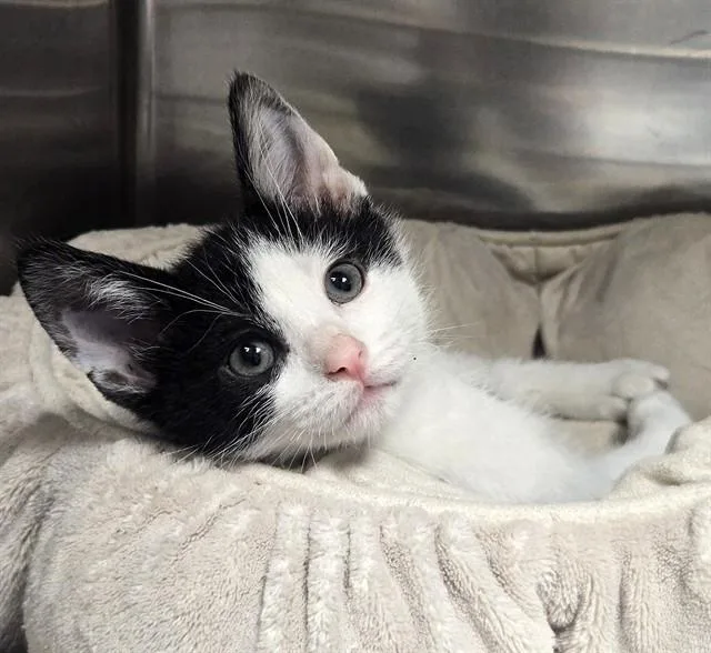 A baby small-sized male Domestic Short Hair cat named Cosmo for adoption in Olivette, MO