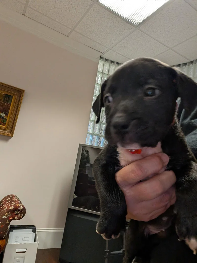 A baby medium-sized female Terrier dog named Snickers  Candy Litter for adoption in Holly Springs, NC