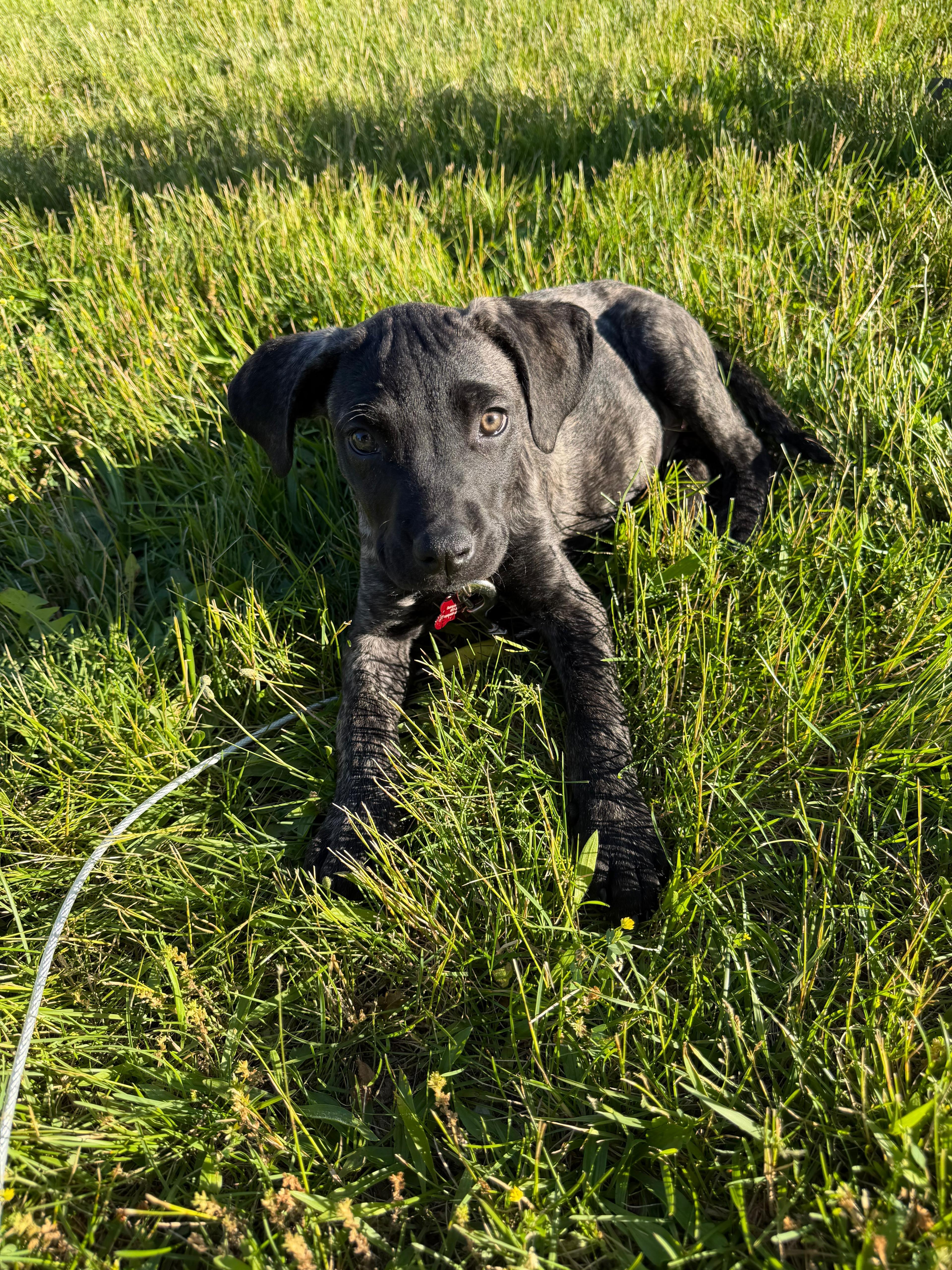 A baby medium-sized female Black American Staffordshire Terrier dog named Journey for adoption in Houston, TX