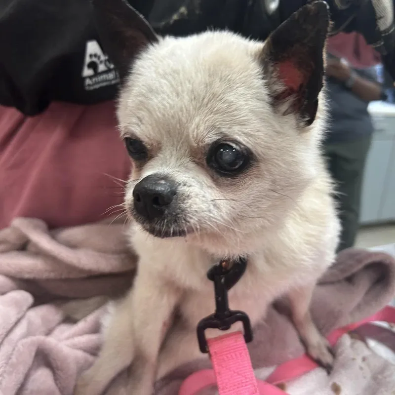 A senior small-sized female White / Cream Mixed Breed dog named Jimothy for adoption in Jacksonville, FL