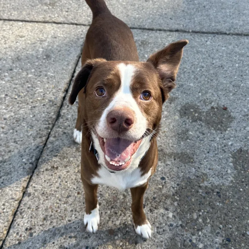 An adult medium-sized male Red / Chestnut / Orange Mixed Breed dog named Apollo The Nd for adoption in Charleston, WV