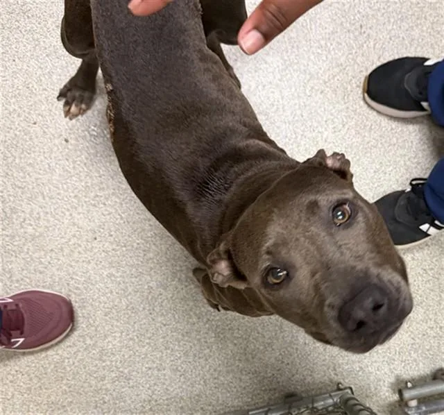 An adult medium-sized female Pit Bull Terrier dog named Lulu for adoption in Statesville, NC