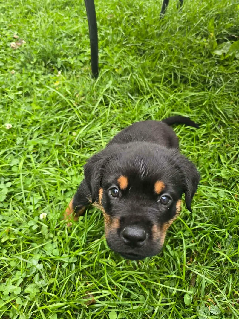 A baby large-sized male Black Rottweiler dog named Luke for adoption in Speedway, IN