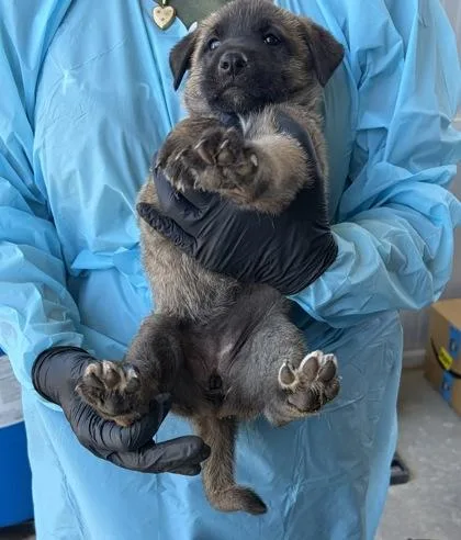 A baby small-sized female Belgian Shepherd / Malinois dog named Meh for adoption in Fresno, CA