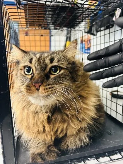 Leo