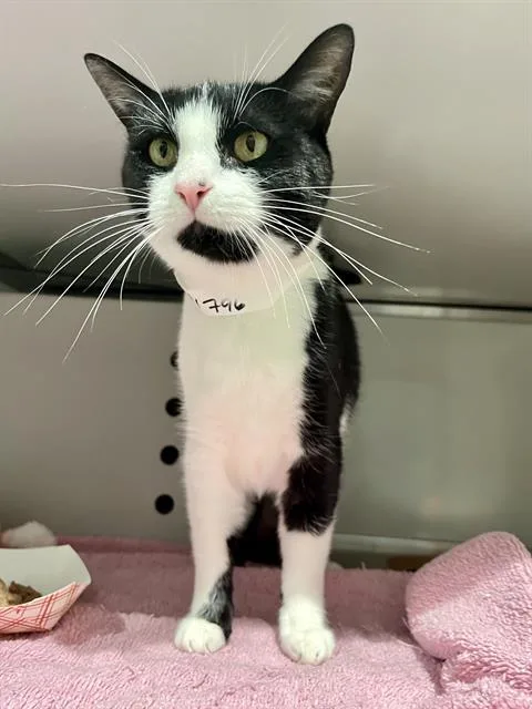 Mimi