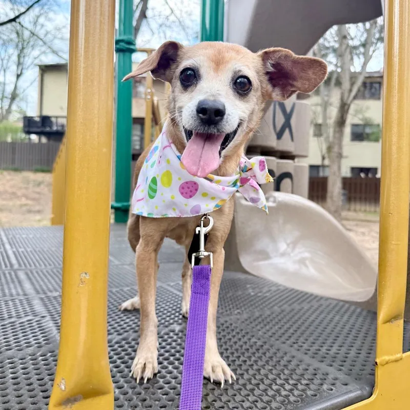 A senior small-sized female Yellow / Tan / Blond / Fawn Chihuahua dog named Thelma for adoption in Fairfax, VA