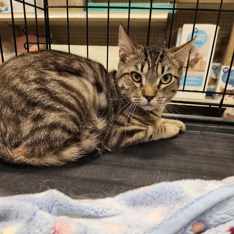 A young small-sized male Brown / Chocolate Domestic Short Hair cat named Aaron for adoption in Los Angeles, CA