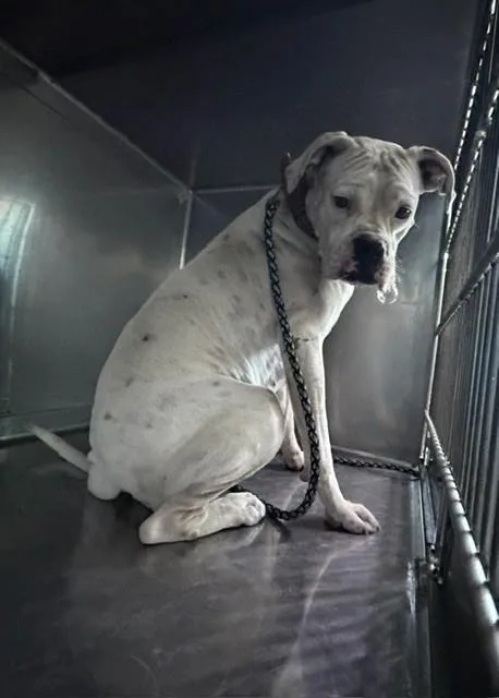 A young medium-sized female Boxer dog named Bonnie for adoption in Baldwin Park, CA