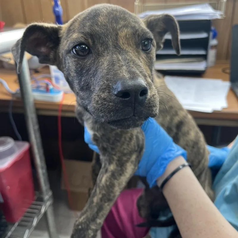 A baby small-sized female Brindle Mixed Breed dog named Tia for adoption in Columbiana, AL