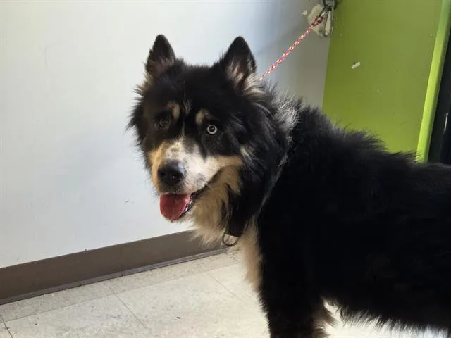 An adult medium-sized male Husky dog named Gromit for adoption in Kent, WA