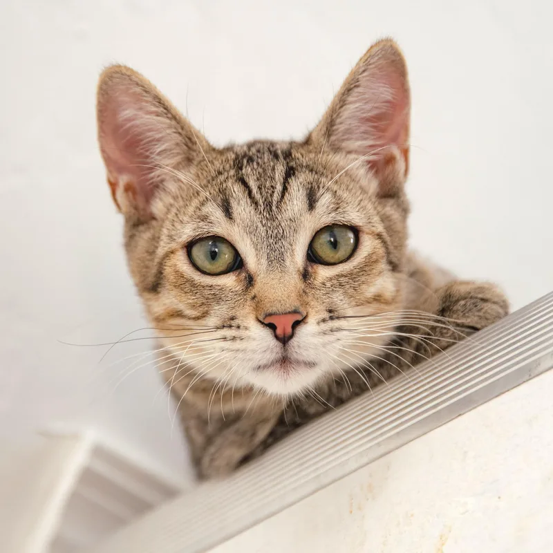 A young medium-sized female Tabby (Buff / Tan / Fawn) Domestic Short Hair cat named Bear for adoption in Globe, AZ