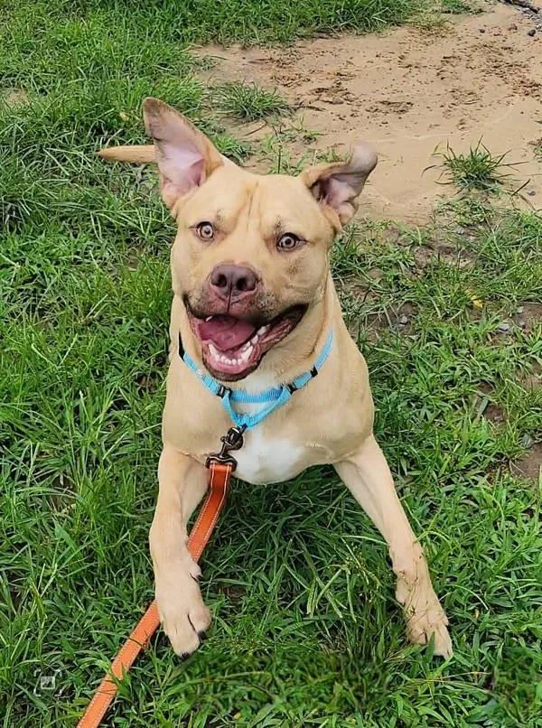 An adult large-sized male Pit Bull Terrier dog named Halo for adoption in Millersville, MD