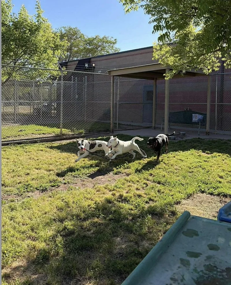 An adult medium-sized male Black Pit Bull Terrier dog named Gucci for adoption in Sonora, CA