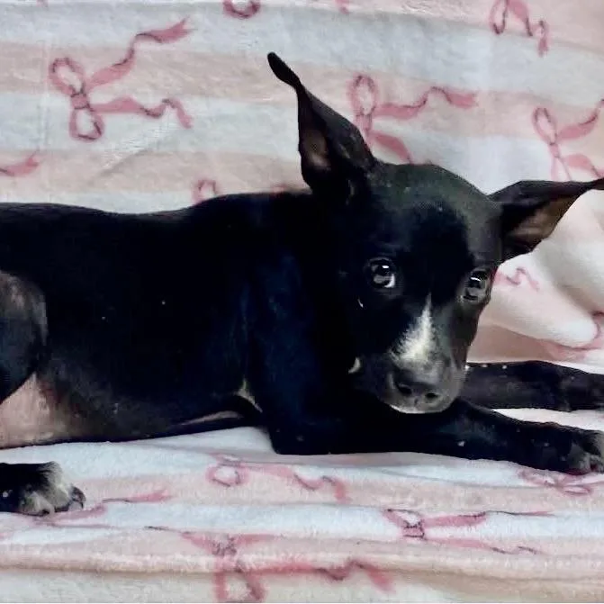 A baby small-sized female Black Mixed Breed dog named Lunna for adoption in Natchitoches, LA