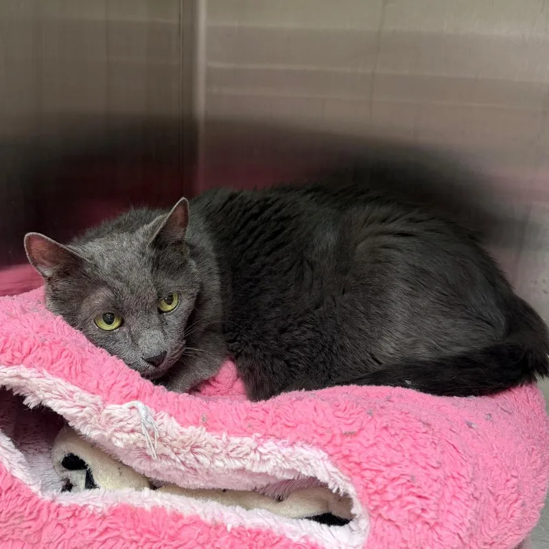 A senior medium-sized female Gray / Blue / Silver Domestic Short Hair cat named Fiona for adoption in East Smithfield , PA