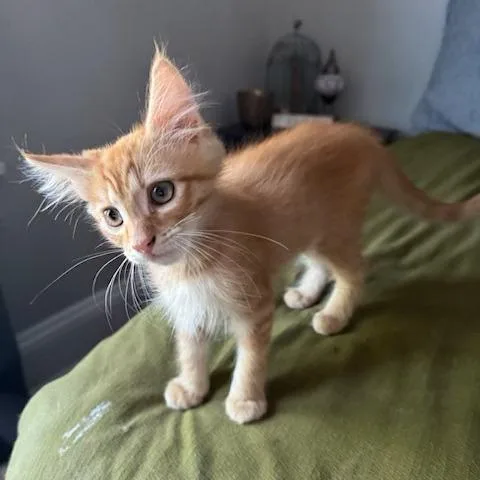 A baby small-sized male Orange / Red Domestic Medium Hair cat named Sardine for adoption in Richmond, VA