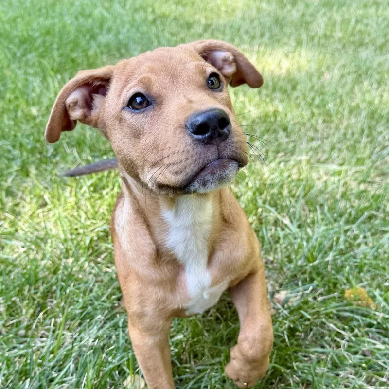 A baby medium-sized male Brown / Chocolate Hound dog named Chipper D for adoption in Princeton, MN