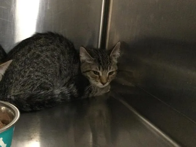 A baby small-sized female Domestic Short Hair cat named Flora for adoption in Thousand Palms, CA
