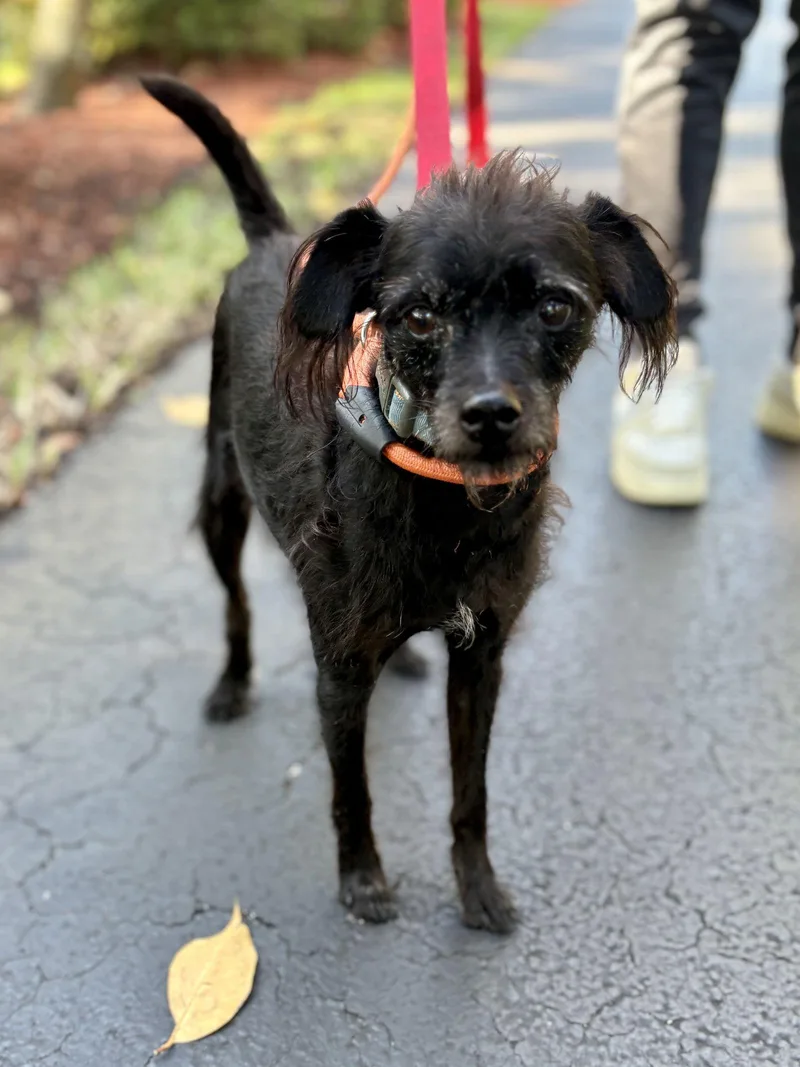 Caramelo thumbnail 2