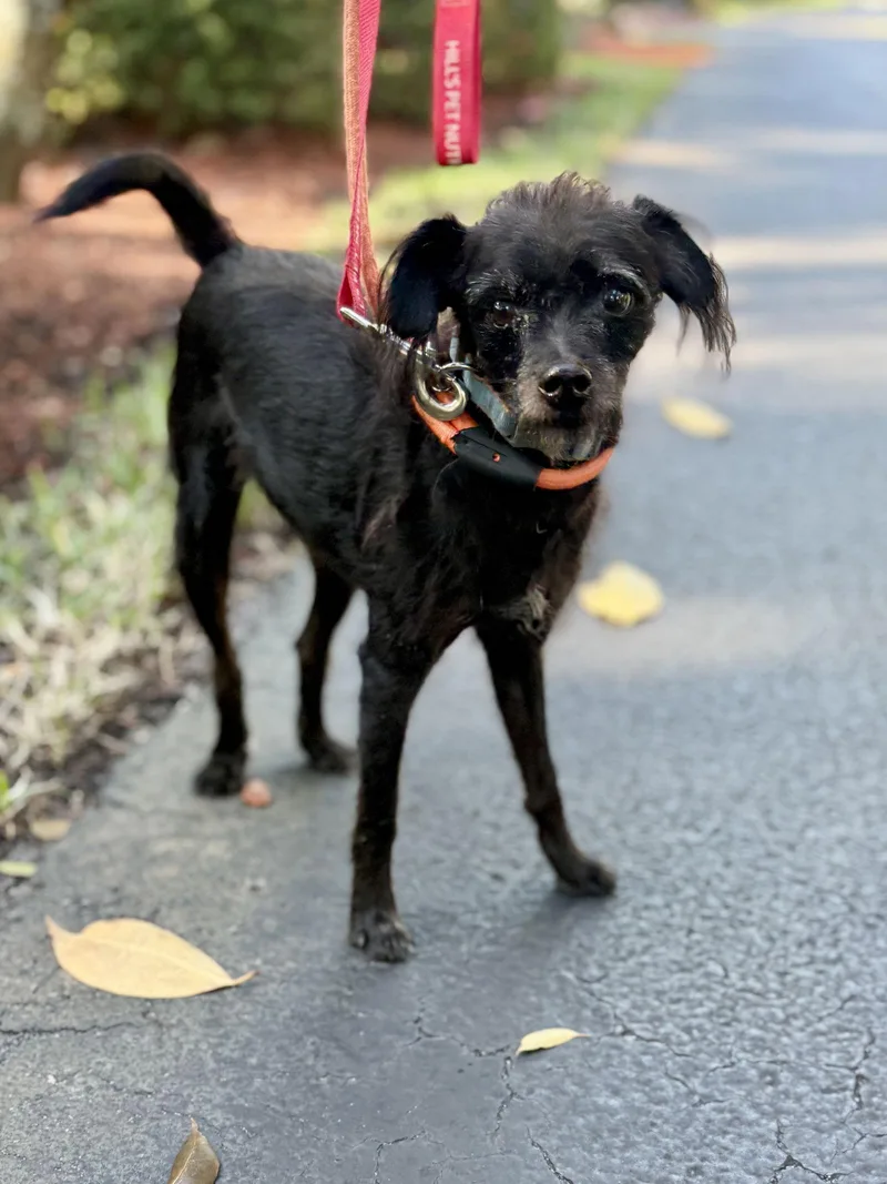 Caramelo thumbnail 3