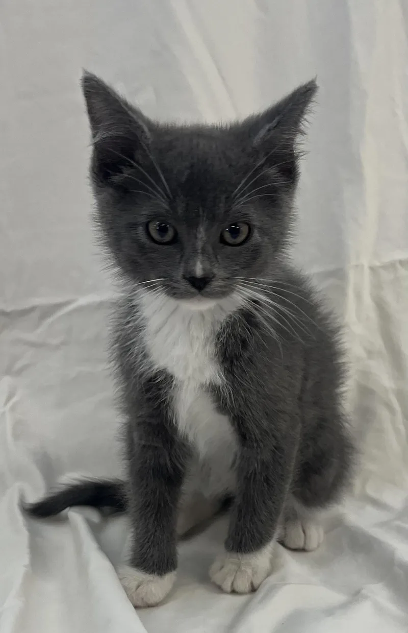A baby medium-sized male Gray & White Domestic Short Hair cat named Quinn for adoption in Buffalo, MN