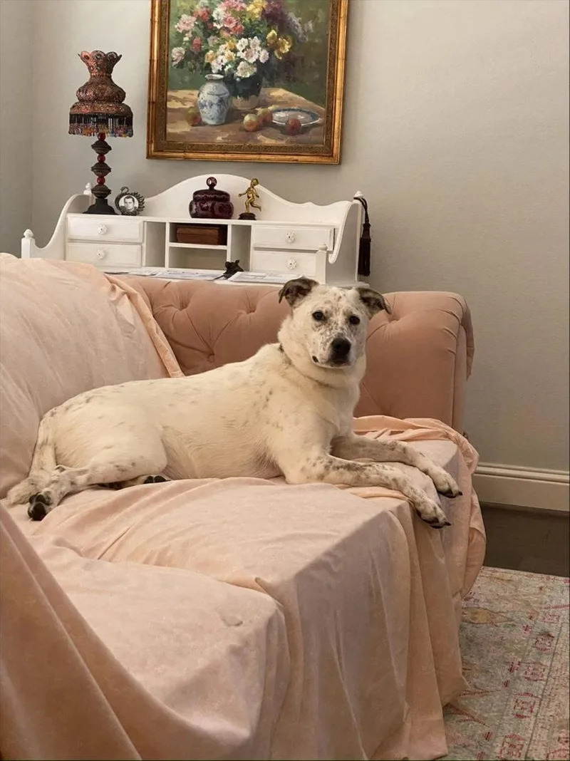 An adult large-sized female Australian Cattle Dog / Blue Heeler dog named Bindi for adoption in Rosenberg, TX