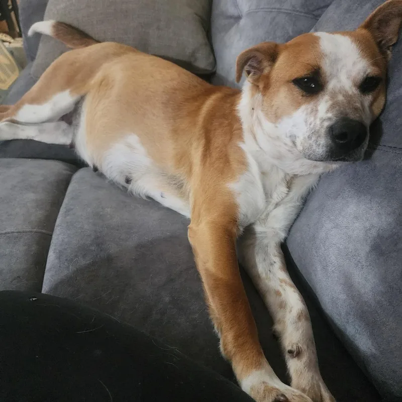A young medium-sized female Red / Chestnut / Orange Cattle Dog dog named Zola for adoption in Madison, WI