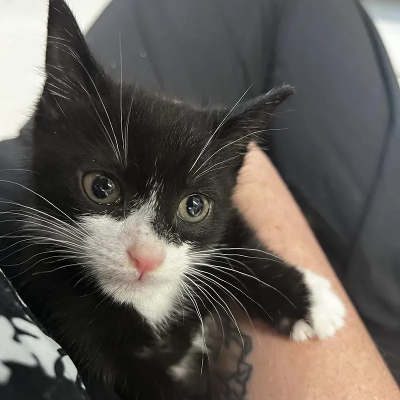 A baby small-sized male Black Domestic Short Hair cat named Cartwheel for adoption in Summerville, SC