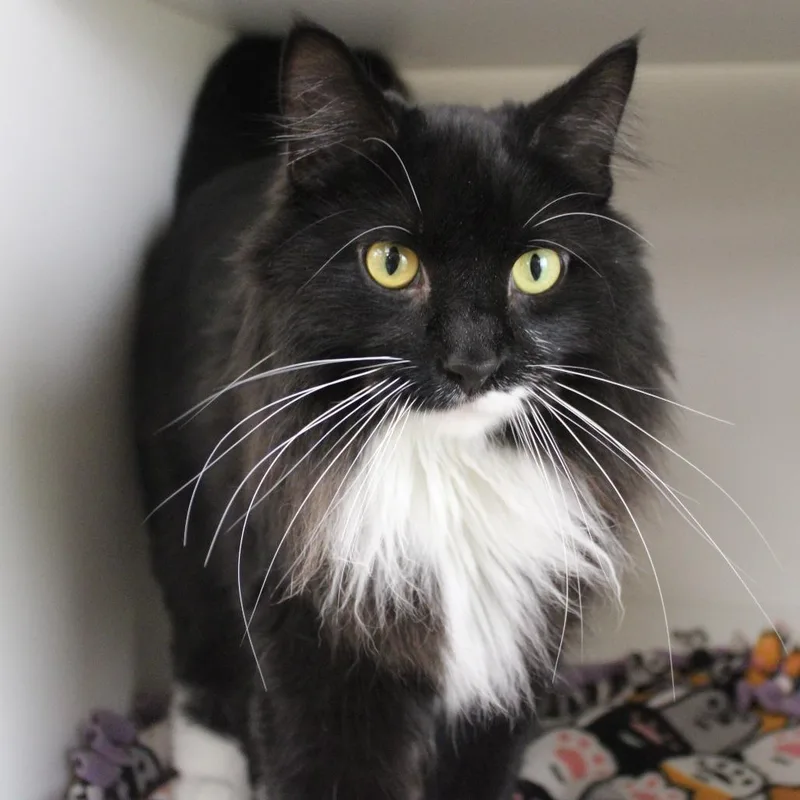 An adult large-sized male Black Domestic Long Hair cat named Butterball for adoption in Champaign, IL