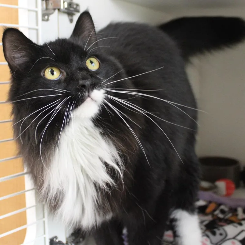 Butterball thumbnail 2