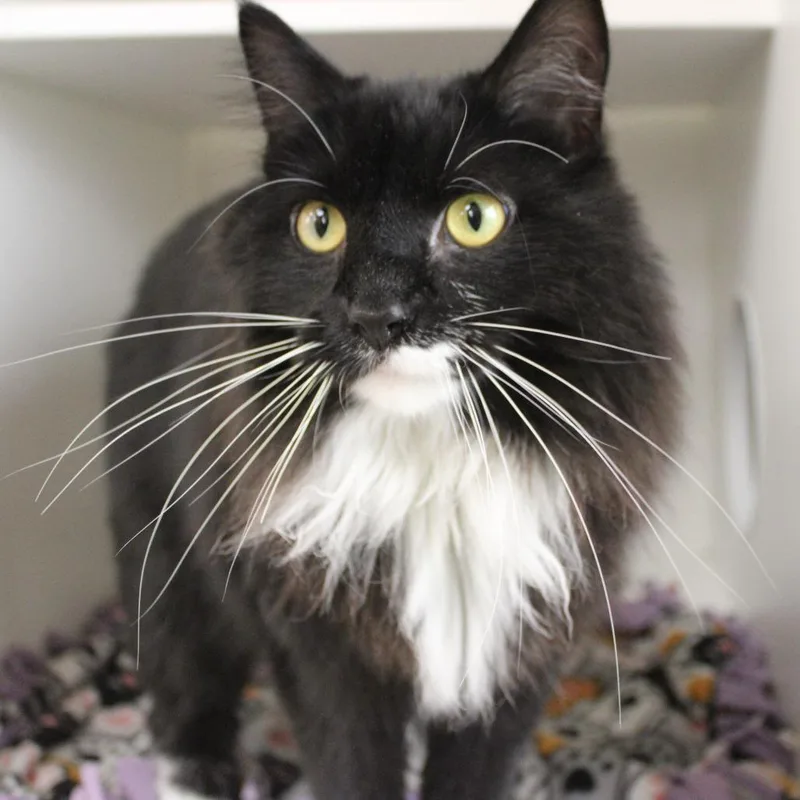 Butterball thumbnail 4