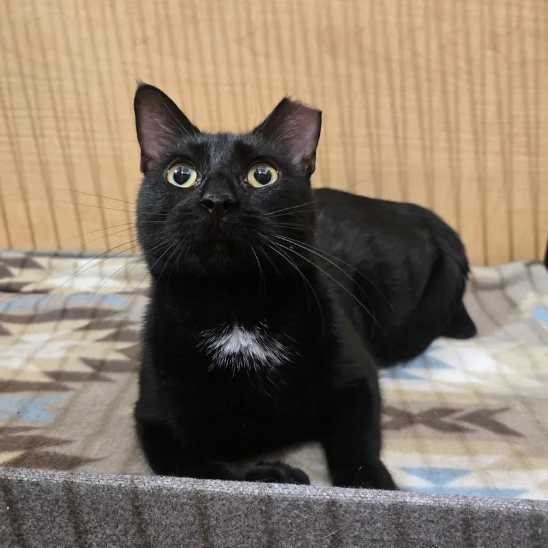 A young medium-sized female Black Domestic Short Hair cat named Tulip for adoption in Warr Acres, OK