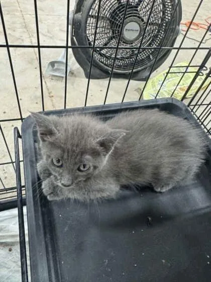 A young small-sized male Domestic Short Hair cat named Checkers for adoption in Beatrice, NE