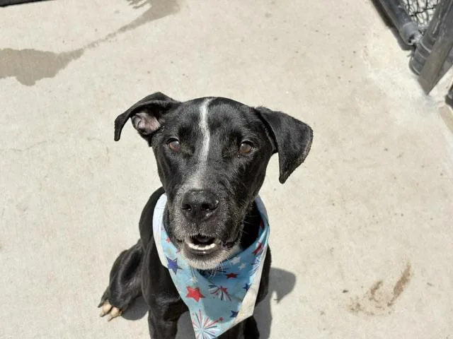A young small-sized male Pit Bull Terrier dog named Porky for adoption in Tulsa, OK